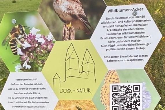 Wildblumen_Acker_Kb Foto1