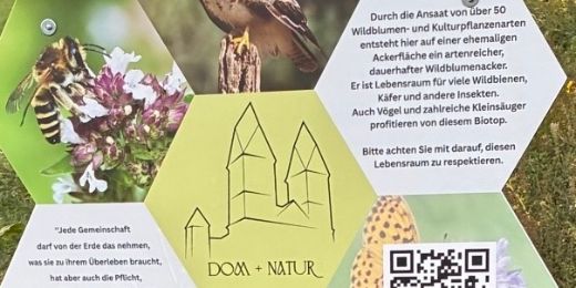 Wildblumen_Acker_Kb Foto1 (c) Initiative Dom+Natur Wildblumen_Acker_Kb Foto1